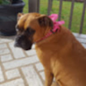 Meet your Posher, Louella a